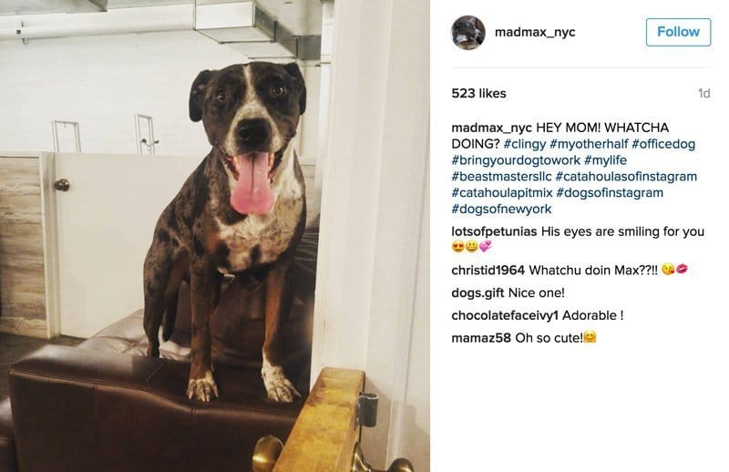 what-to-post-on-instagram-dog